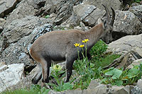 Junger Steinbock vor dem Gipfel
