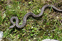 Eine Kreuzotter als Wegbegleiter